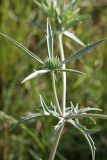 Eryngium caeruleum