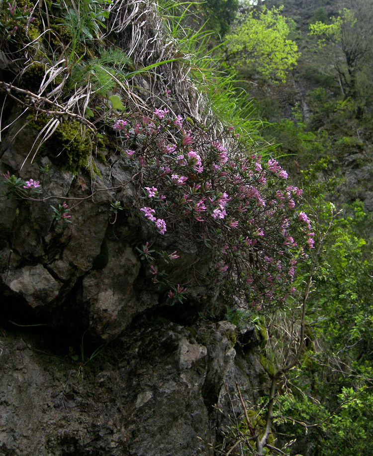 Image of Daphne woronowii specimen.