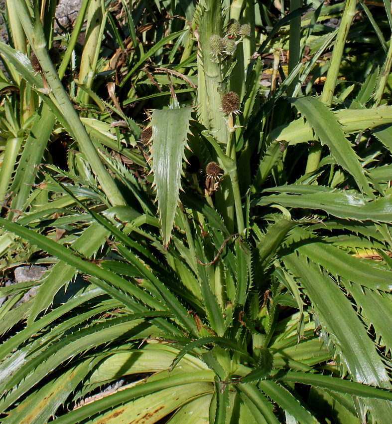 Image of Eryngium pandanifolium specimen.