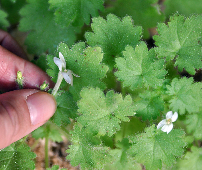 Image of Camptoloma lyperiiflorum specimen.