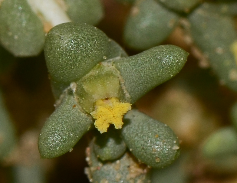 Image of Traganum nudatum specimen.