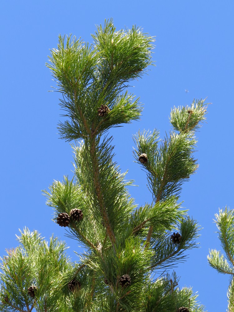 Image of Pinus sylvestris ssp. kulundensis specimen.