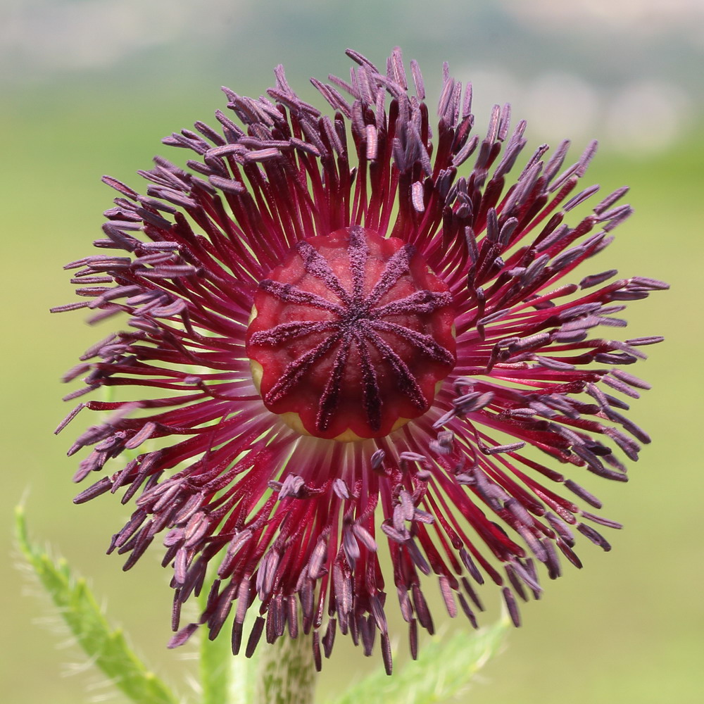 Image of Papaver orientale specimen.