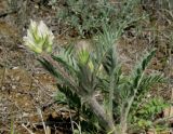 Oxytropis pallasii. Цветущее растение. Крым, Карадагский заповедник, хребет Карагач, южный склон. 23 апреля 2014 г.