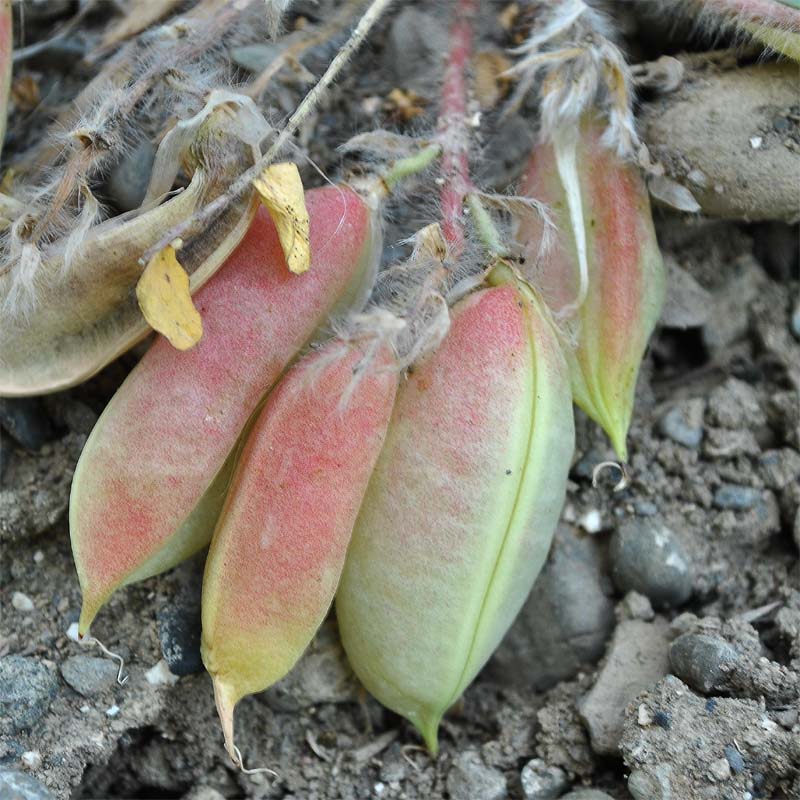 Изображение особи Astragalus fabaceus.