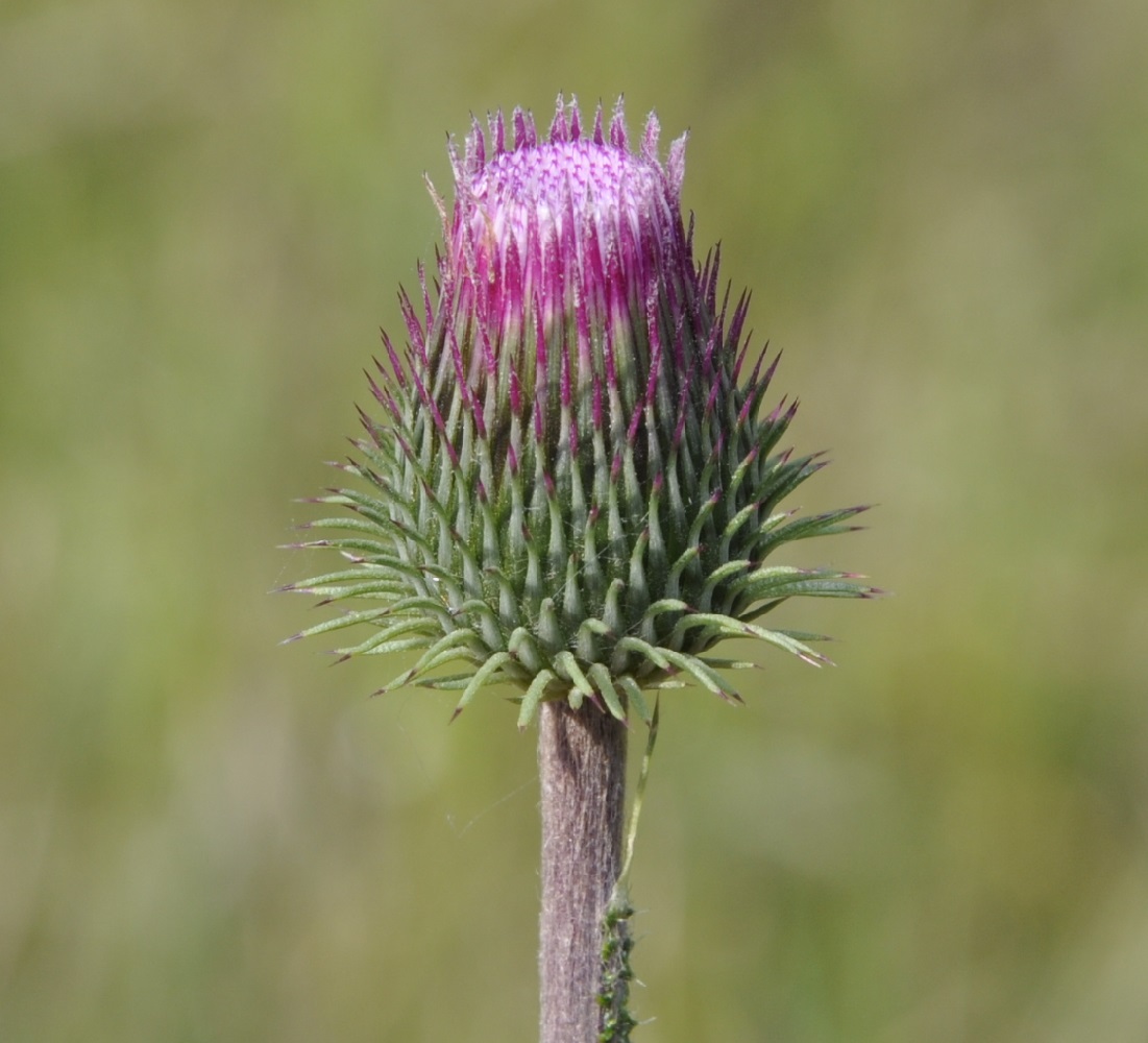 Image of Carduus candicans specimen.