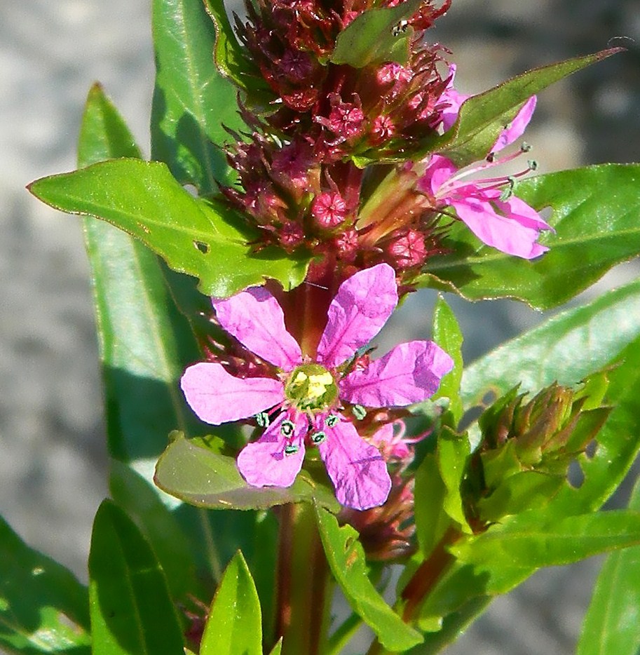 Image of Lythrum salicaria specimen.