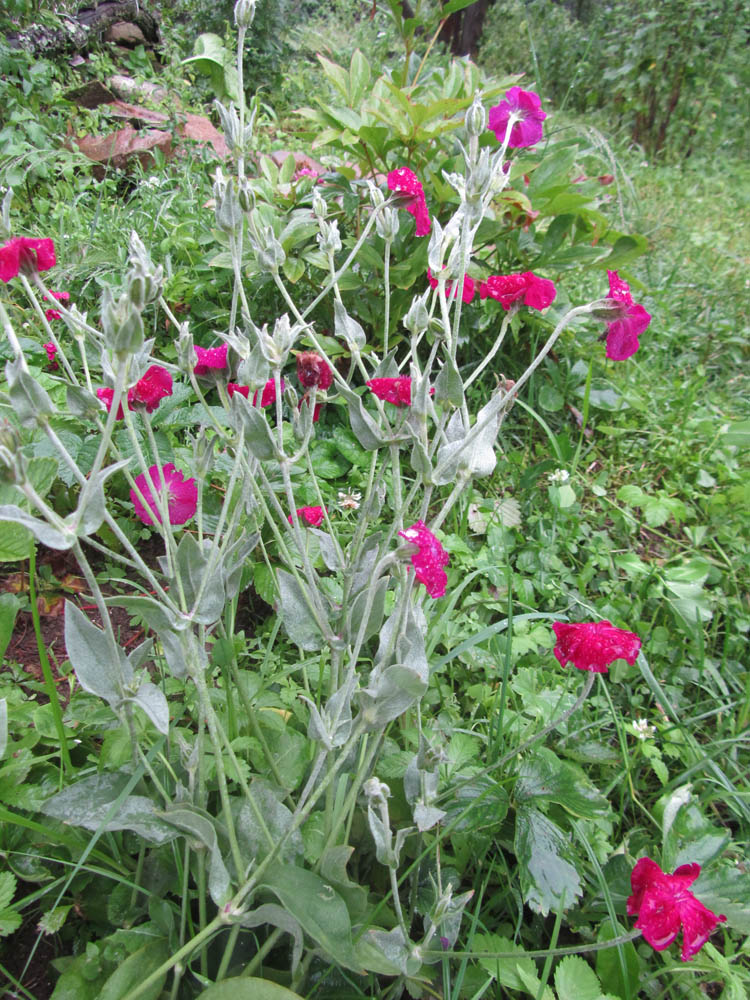 Image of Lychnis coronaria specimen.