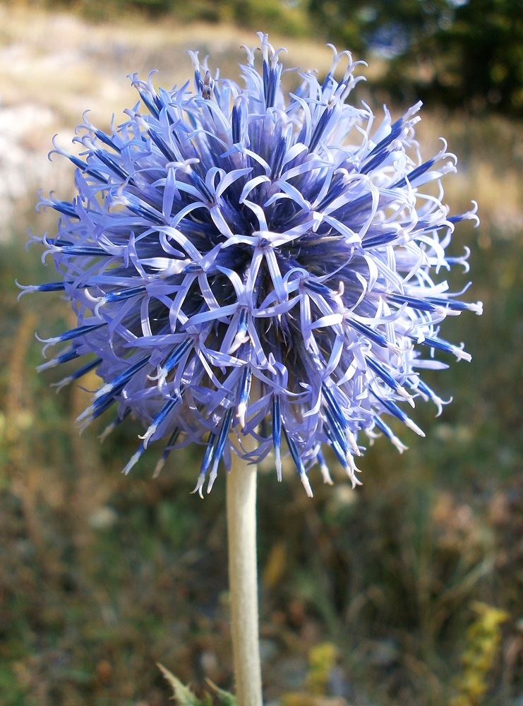 Image of Echinops armatus specimen.