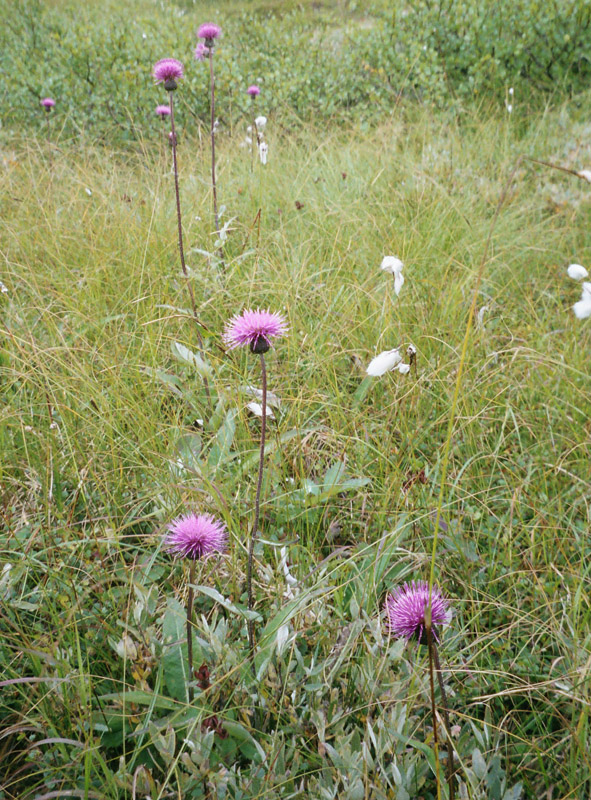 Image of Cirsium heterophyllum specimen.