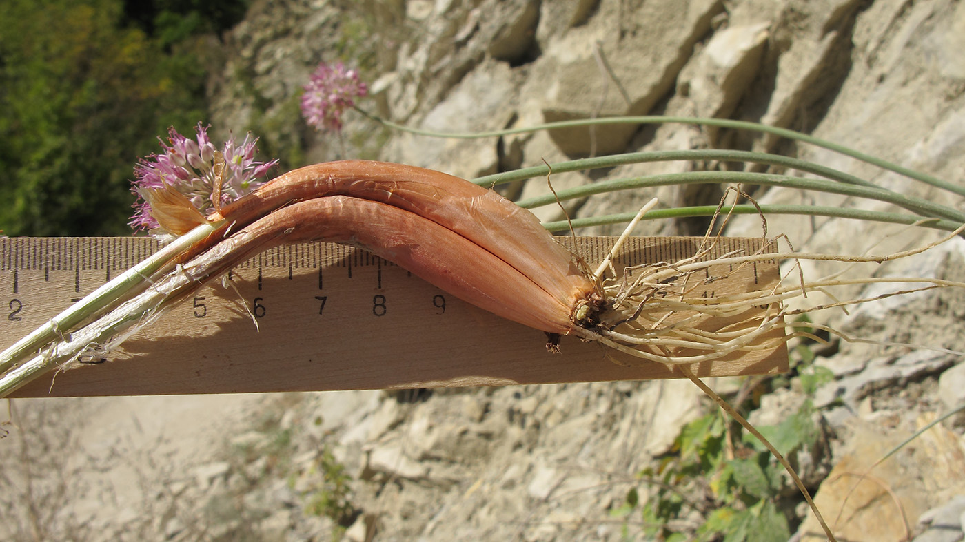 Image of Allium psebaicum specimen.