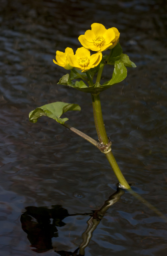 Image of Caltha palustris specimen.