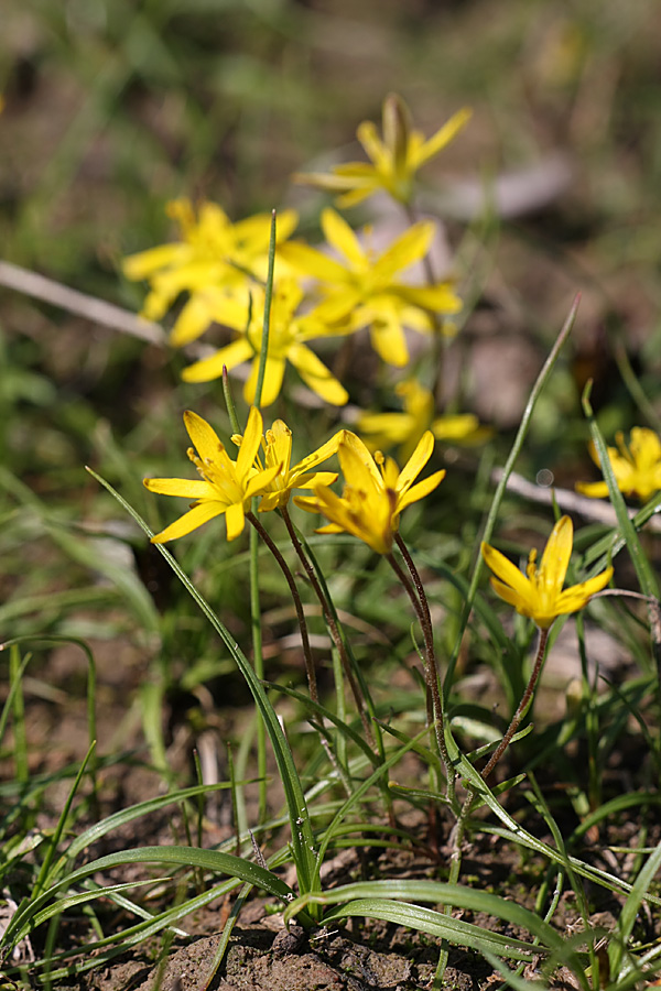 Image of genus Gagea specimen.