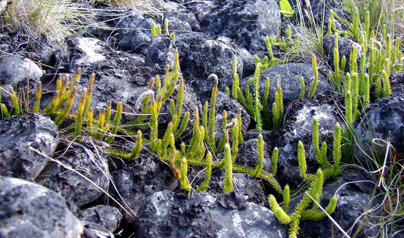 Image of Lycopodium lagopus specimen.