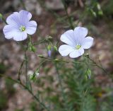 Смотреть изображение Linum squamulosum