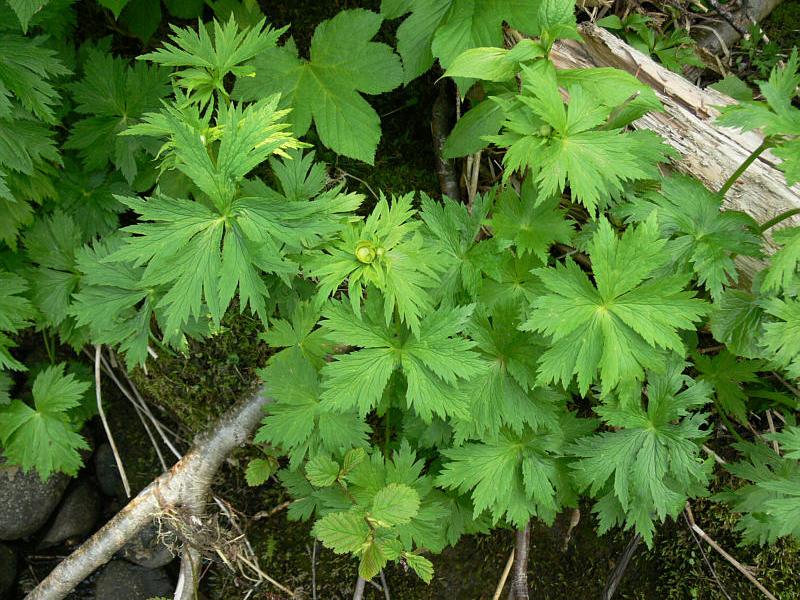 Изображение особи Trollius riederianus.