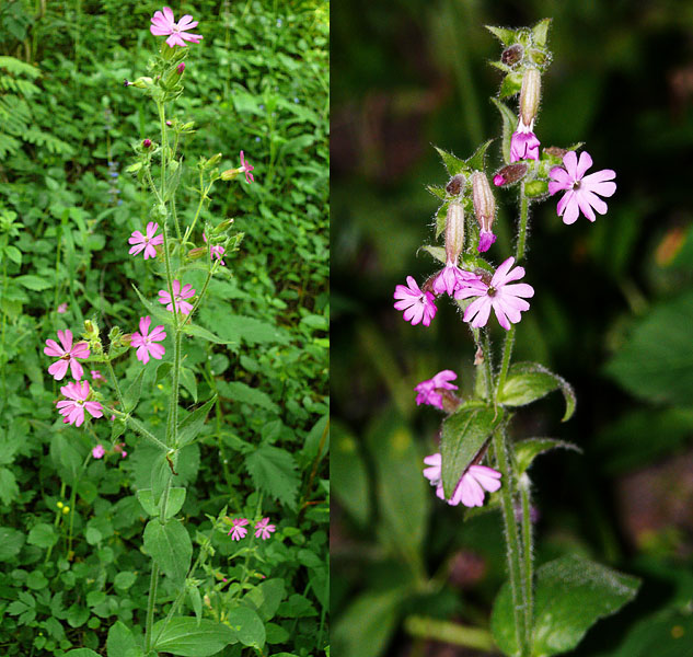 Изображение особи Melandrium dioicum.