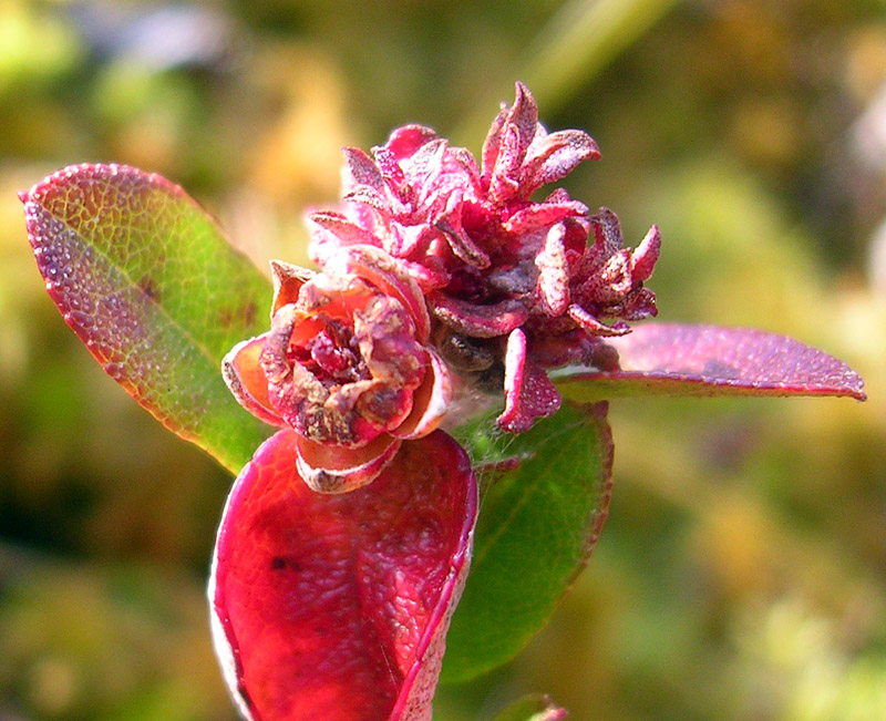 Image of Chamaedaphne calyculata specimen.