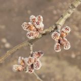 genus Populus