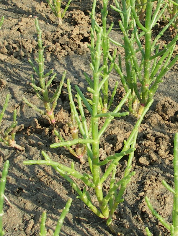 Image of Salicornia perennans specimen.