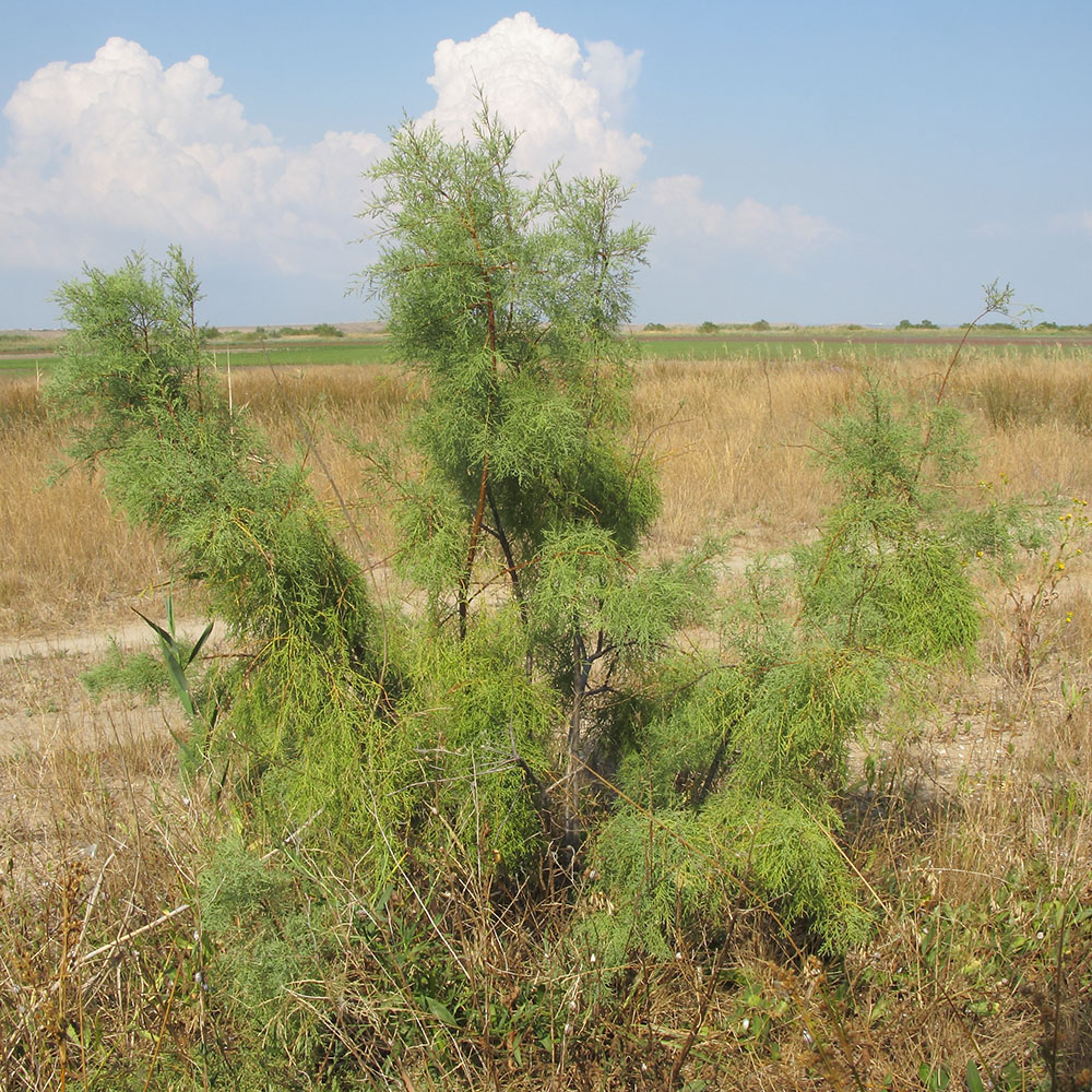 Изображение особи Tamarix ramosissima.