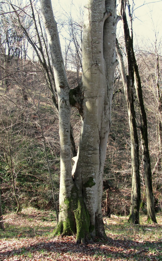 Изображение особи Fagus orientalis.