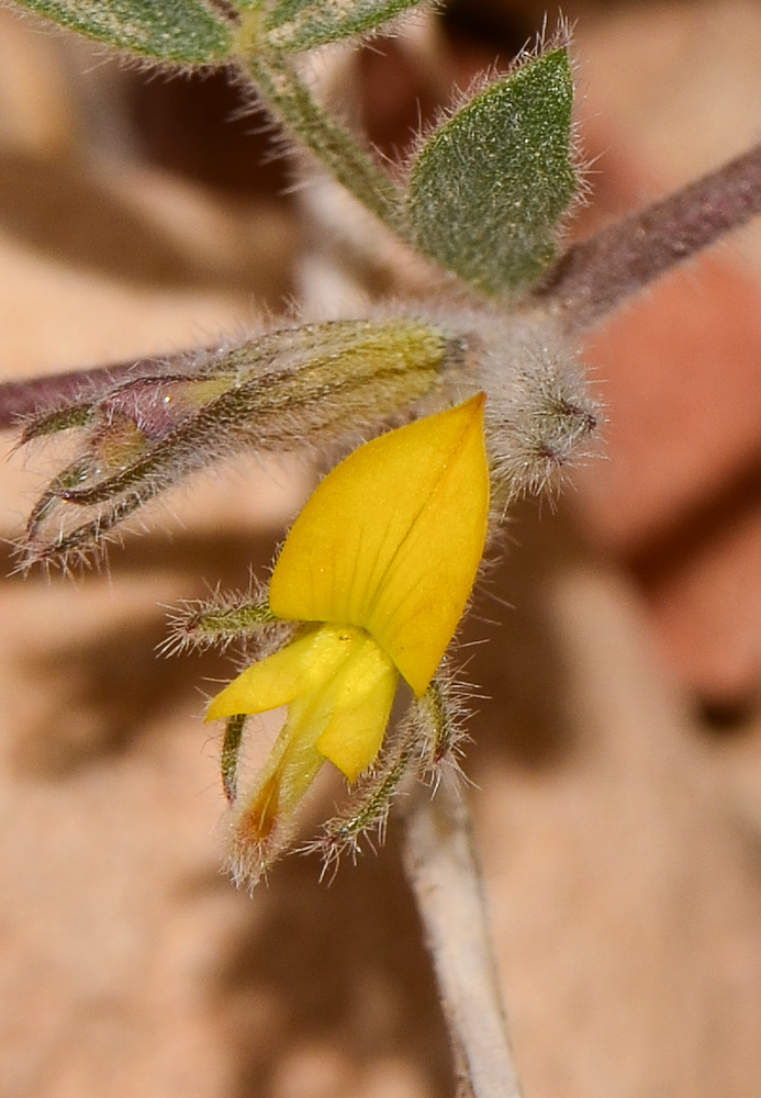 Изображение особи Lotononis platycarpa.