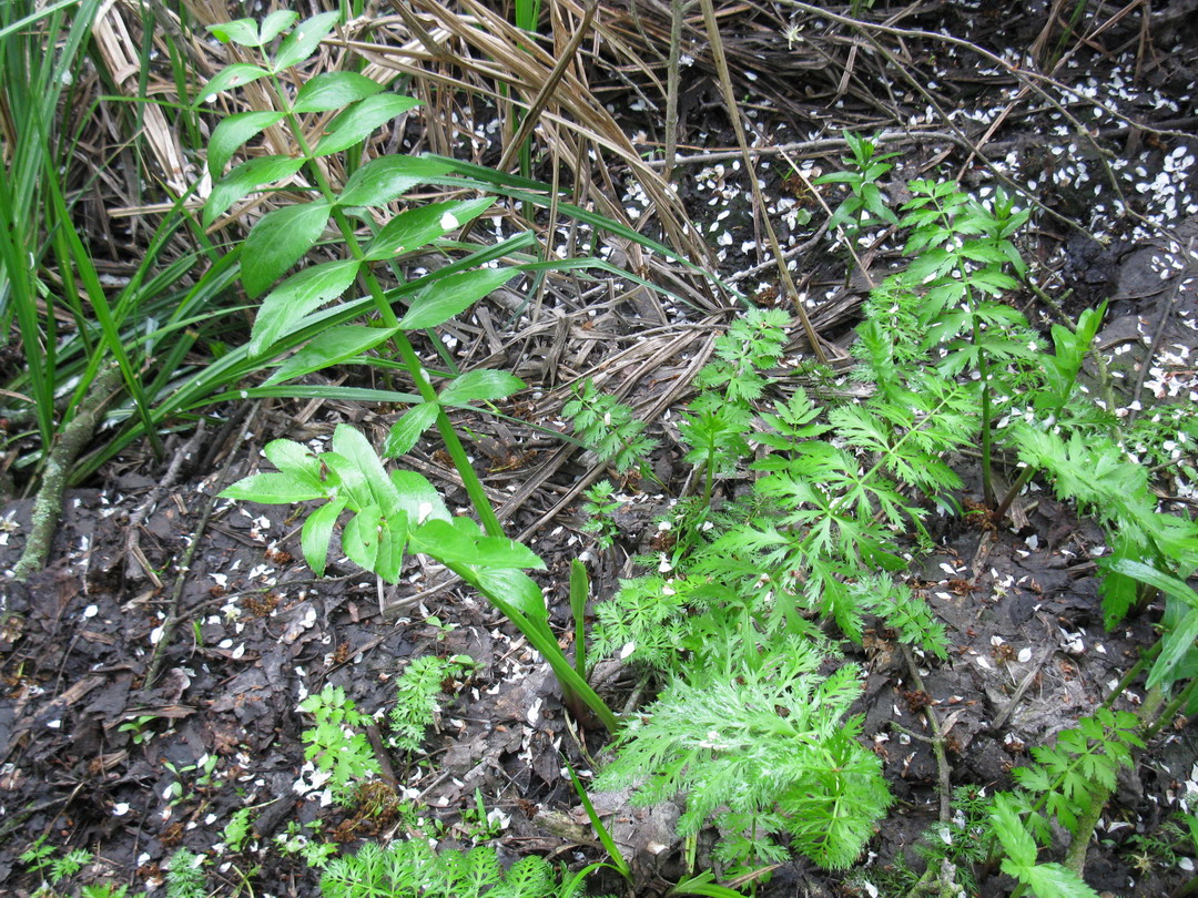 Image of Sium latifolium specimen.