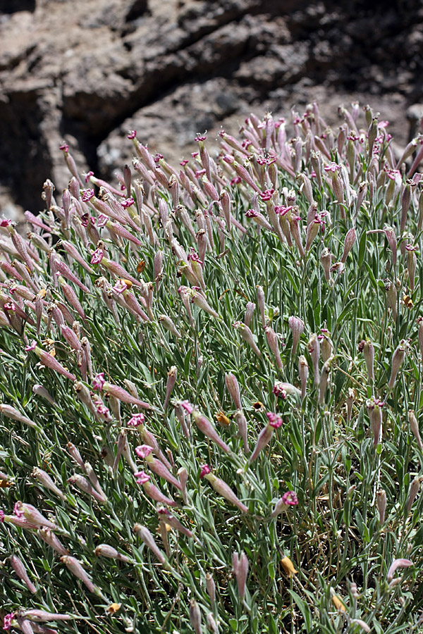 Image of Silene kuschakewiczii specimen.