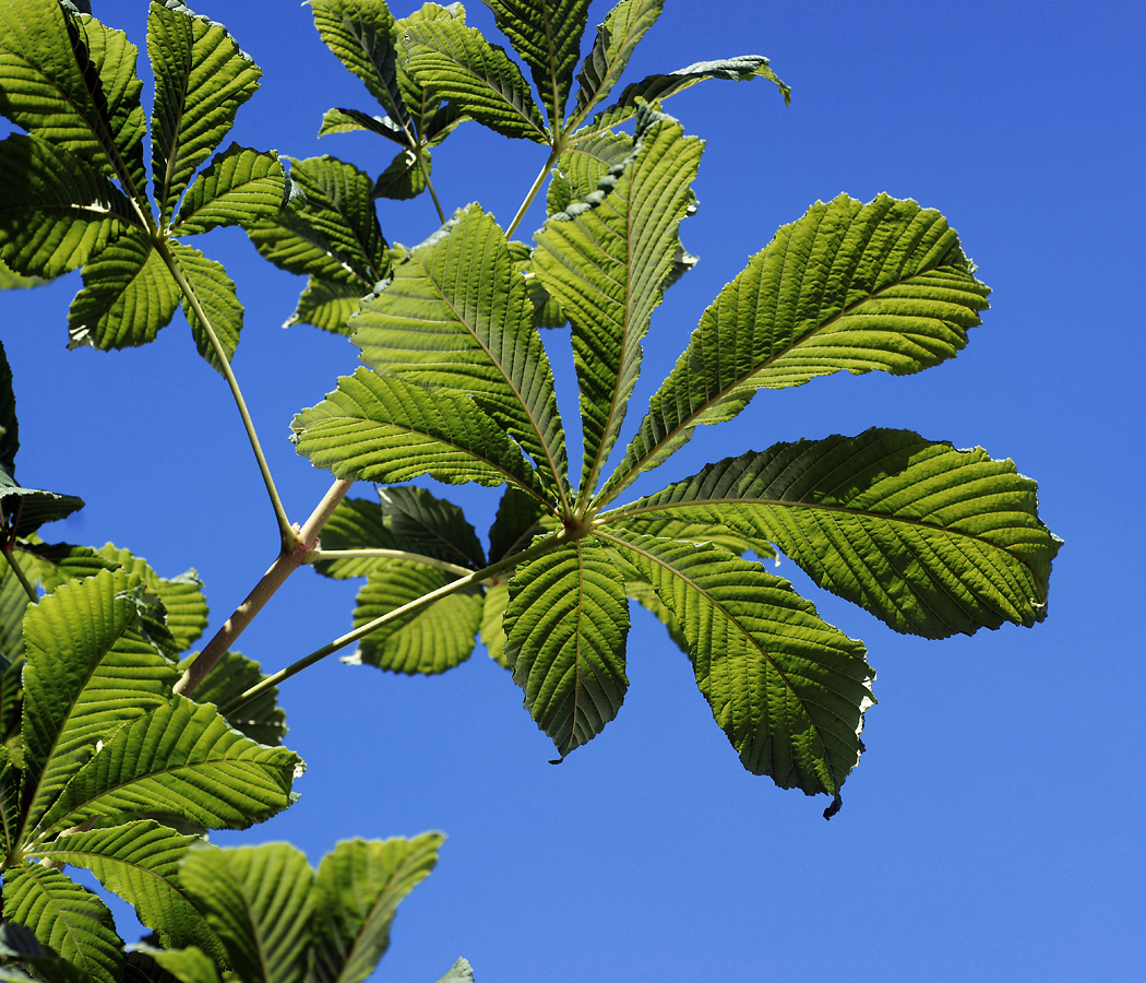 Image of Aesculus hippocastanum specimen.