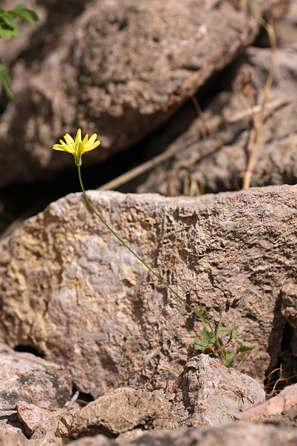 Изображение особи Crepis pulchra ssp. turkestanica.