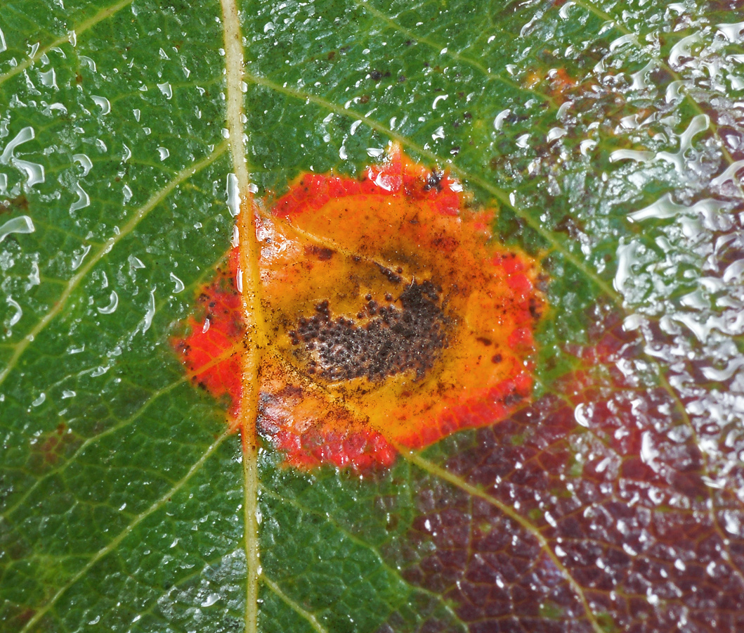 Image of Pyrus communis specimen.