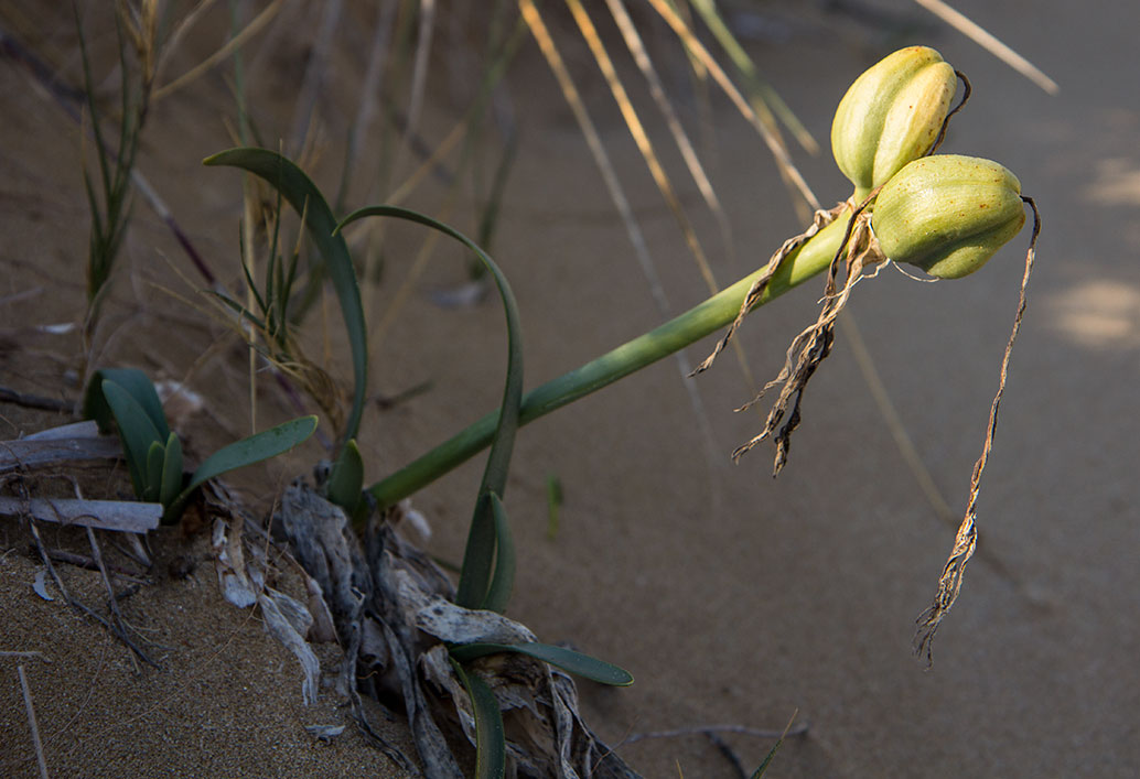 Image of Pancratium maritimum specimen.