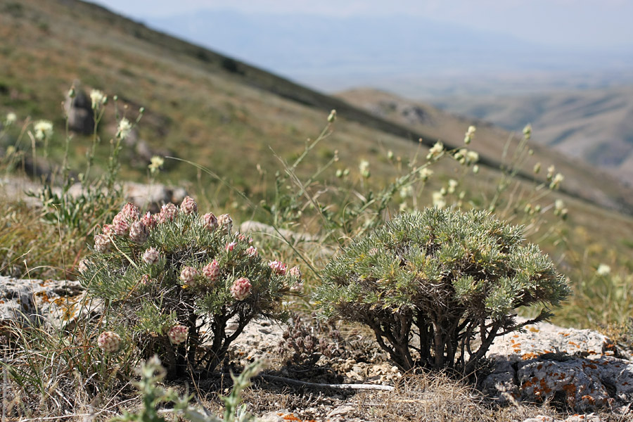 Изображение особи Astragalus inaequalifolius.