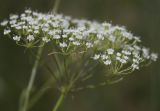 Falcaria vulgaris. Соцветие. Белгородская обл., окр. пос. Борисовка, Острасьев яр. 07.07.2009.