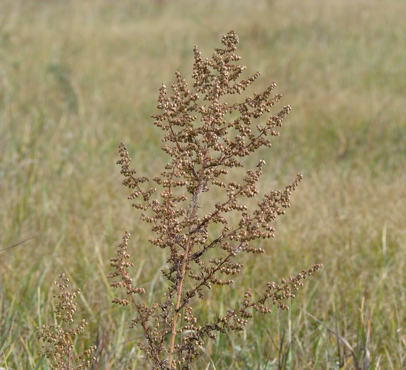 Изображение особи Artemisia scoparia.