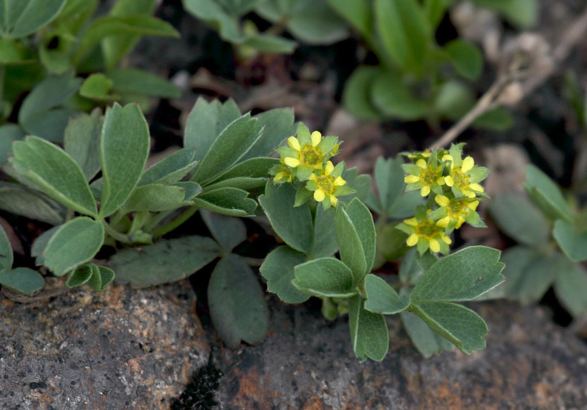 Image of Sibbaldia procumbens specimen.