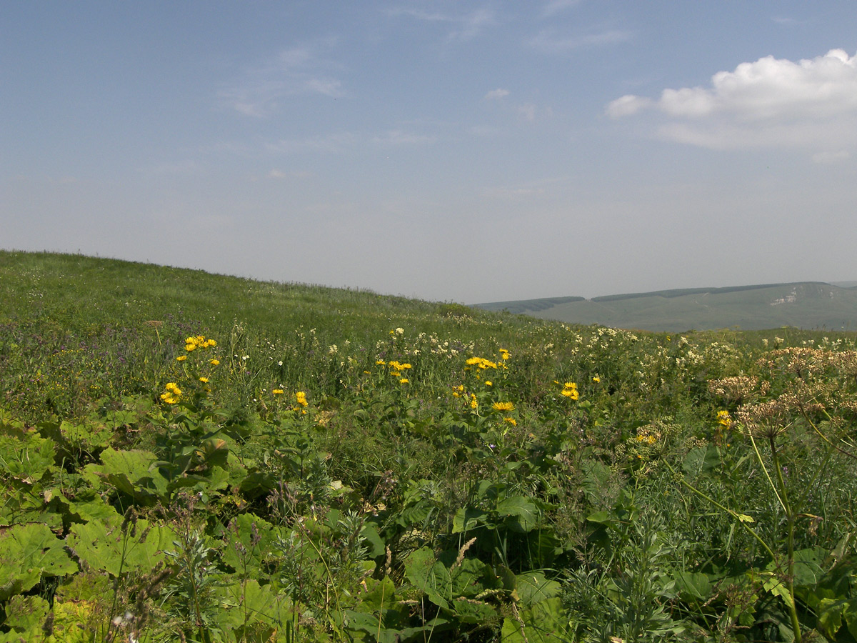 Image of Inula helenium specimen.