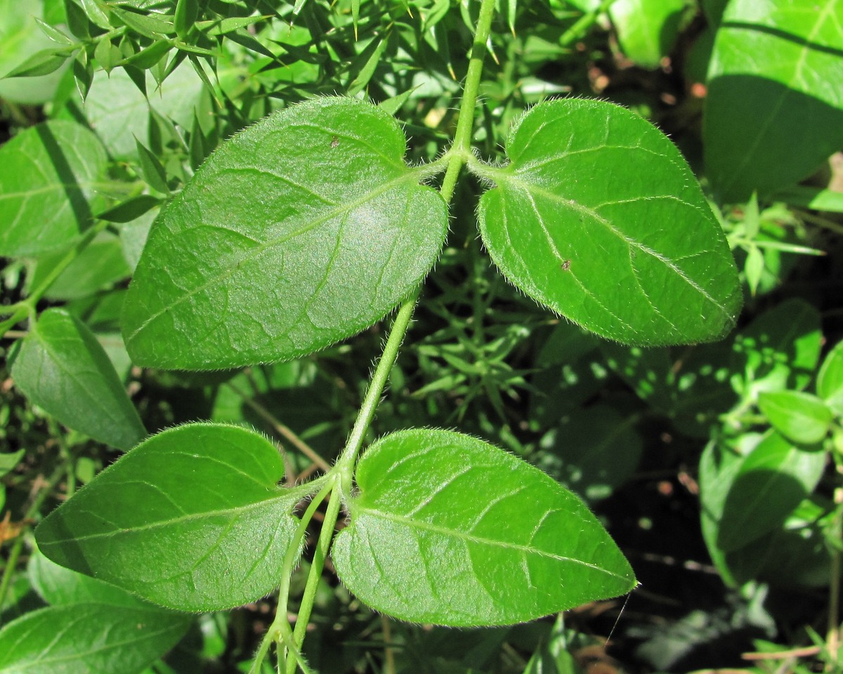 Image of Vinca pubescens specimen.