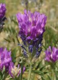 Astragalus onobrychis. Отцветающее соцветие. Казахстан, Восточно-Казахстанская обл., г. Усть-Каменогорск, восточные окр., Лесхоз, склон сопки. 22.06.2015.