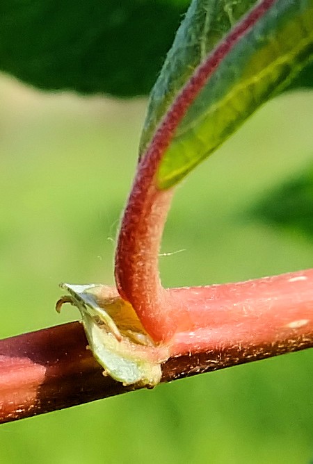 Image of Salix udensis specimen.