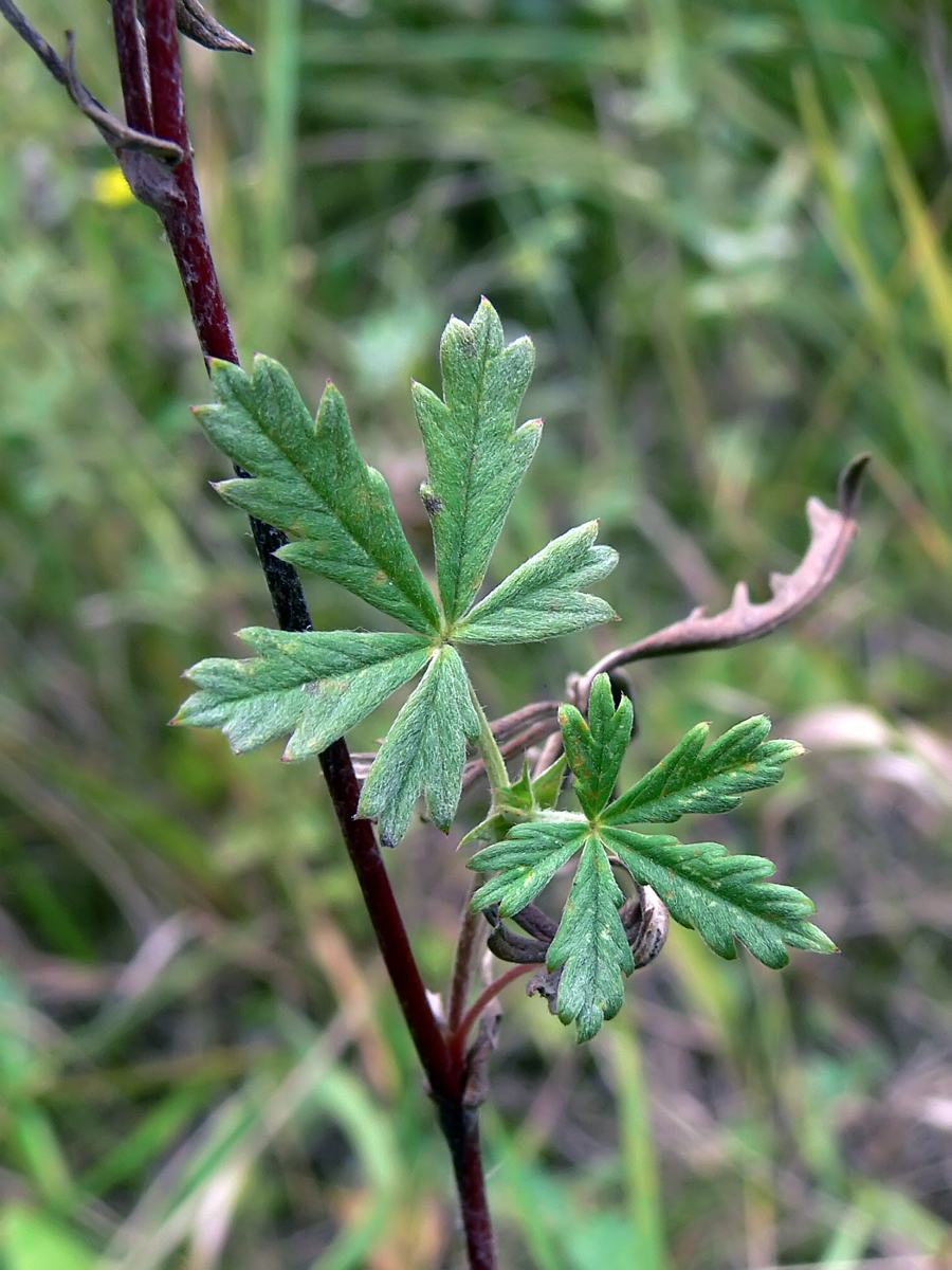 Изображение особи Potentilla heidenreichii.