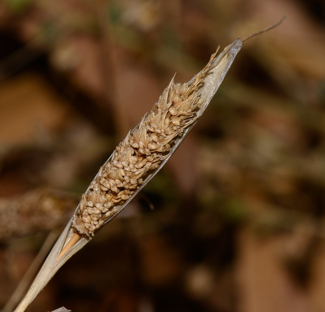 Image of Phalaris paradoxa specimen.