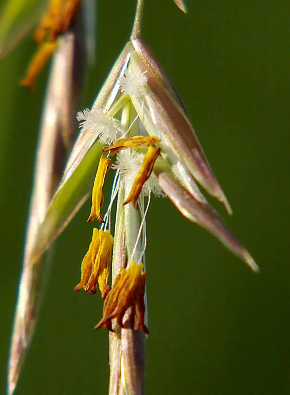 Изображение особи Bromopsis inermis.