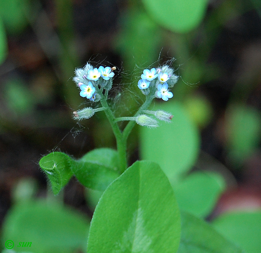 Image of Myosotis arvensis specimen.