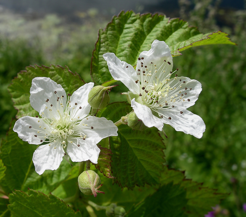 Image of Rubus caesius specimen.