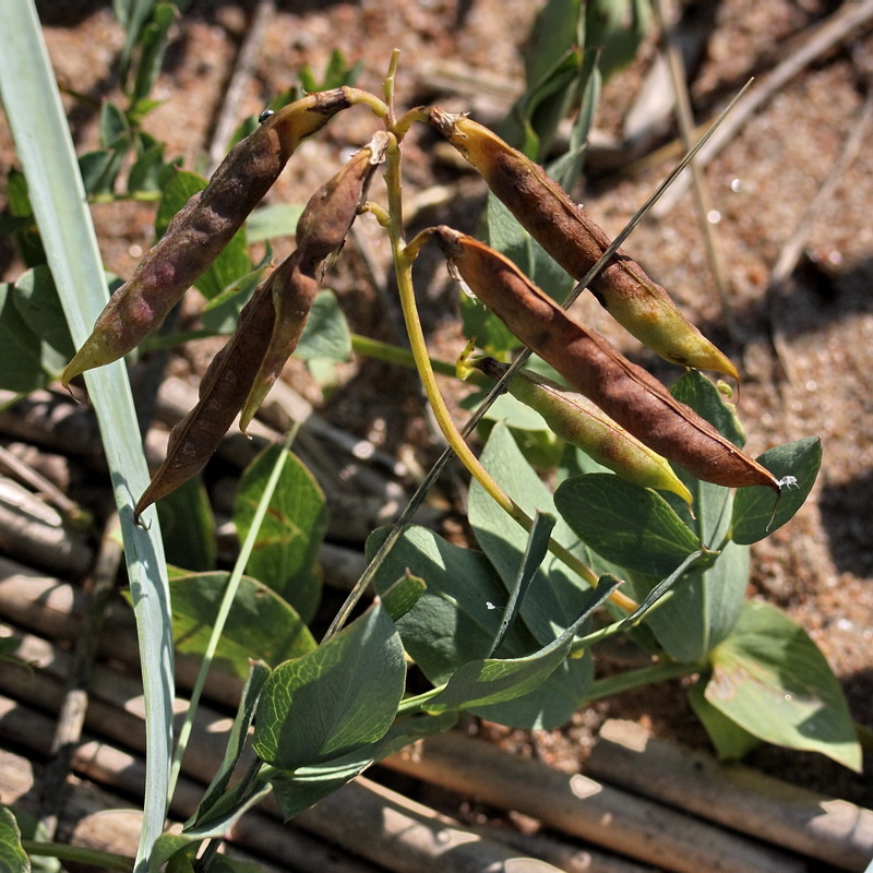 Изображение особи Lathyrus japonicus ssp. maritimus.