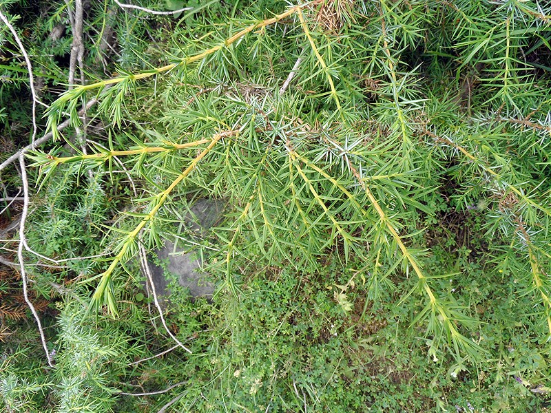 Image of Juniperus oblonga specimen.