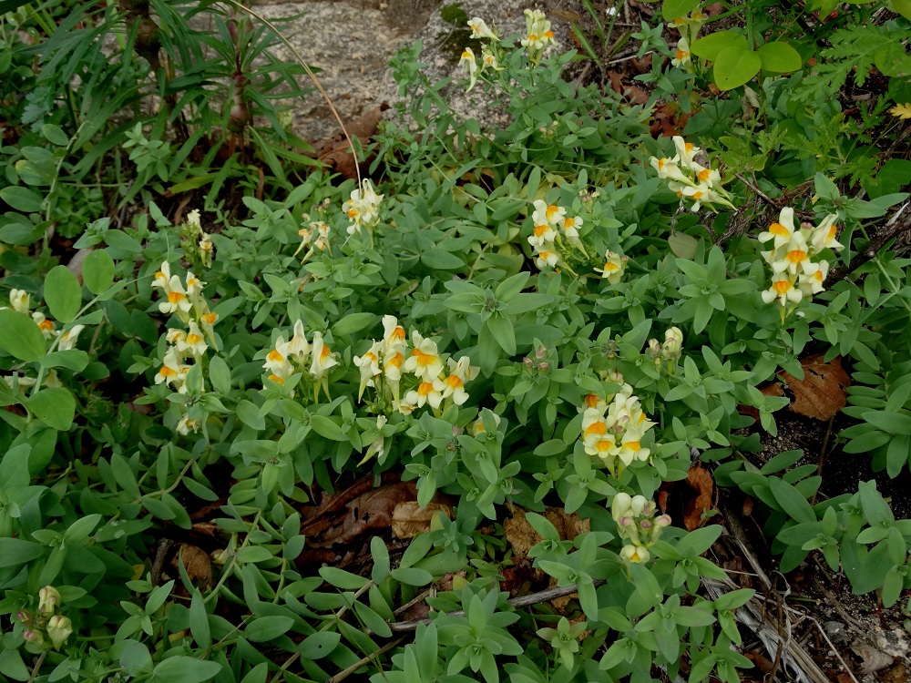 Изображение особи Linaria japonica.