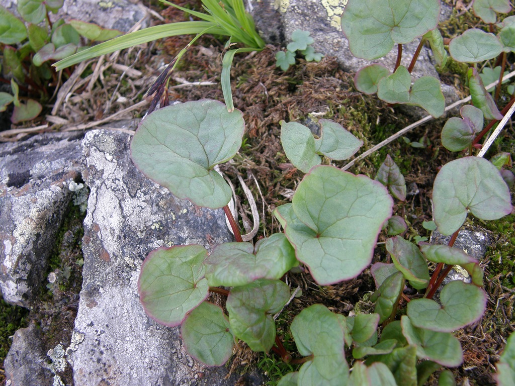 Image of Oxyria digyna specimen.